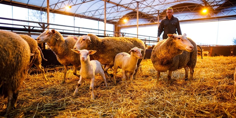 Boer met schapen - 1440 x 720
