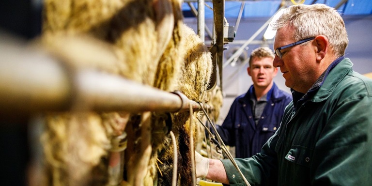Boeren met schapen