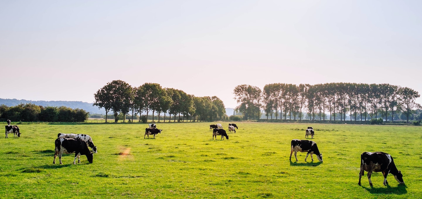 ENGIE in de Food & Beverage markt