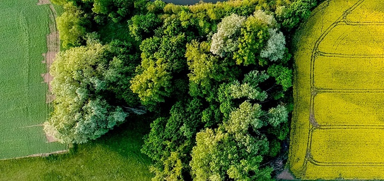 landschap bomen