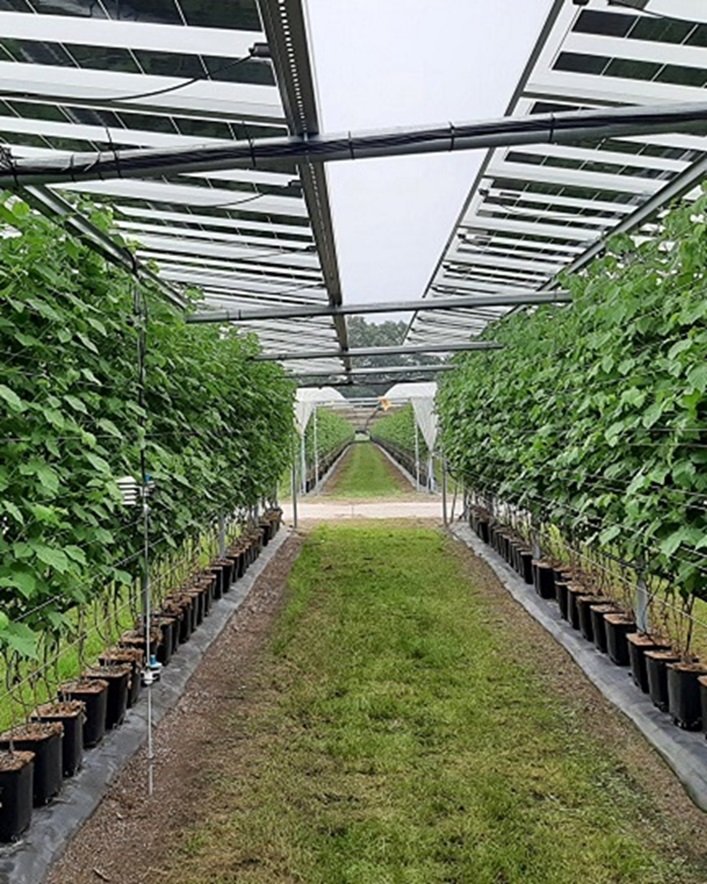 Proefopstelling Agri PV Lierop