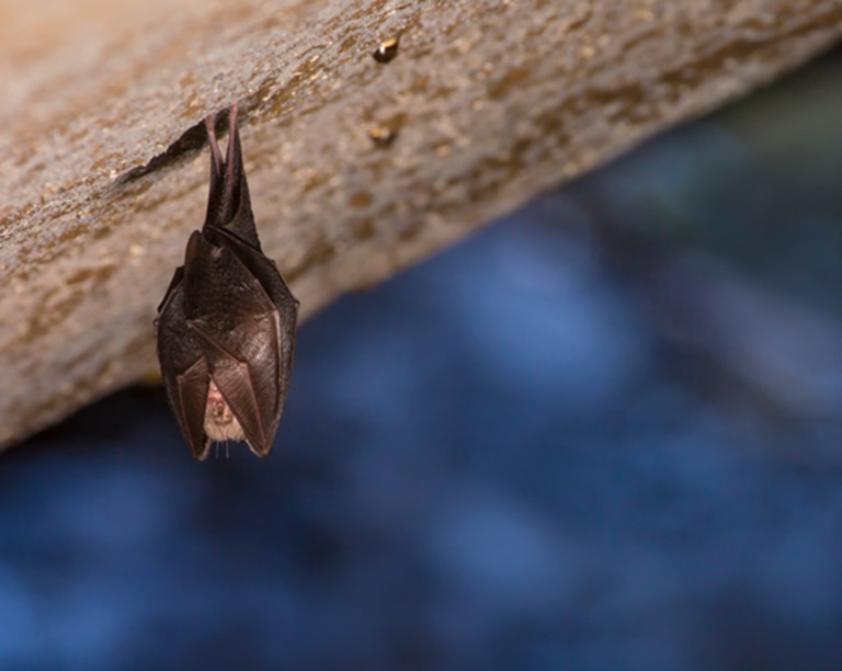 Vleermuis eDNA-methode spouwmuurisolatie