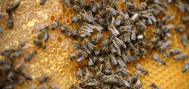 Biodiversiteit_ENGIE