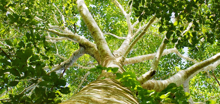 Bomen planten
