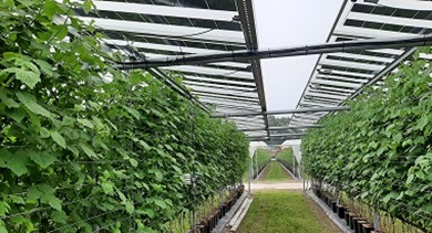 Proefopstelling-Asten-Agri-pv