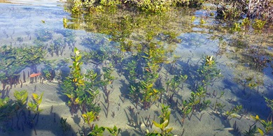 Mangrove_ENGIE
