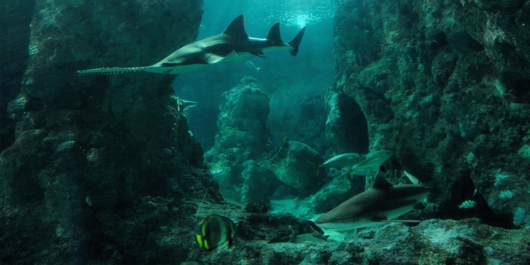 Marine_life