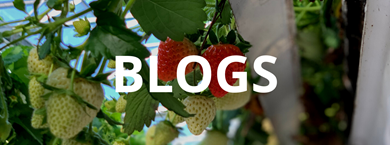 Blogs voor tuinders