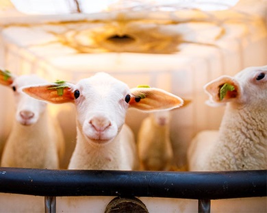 Lammetjes Schapenmelkerij De Vreugdenhoeve