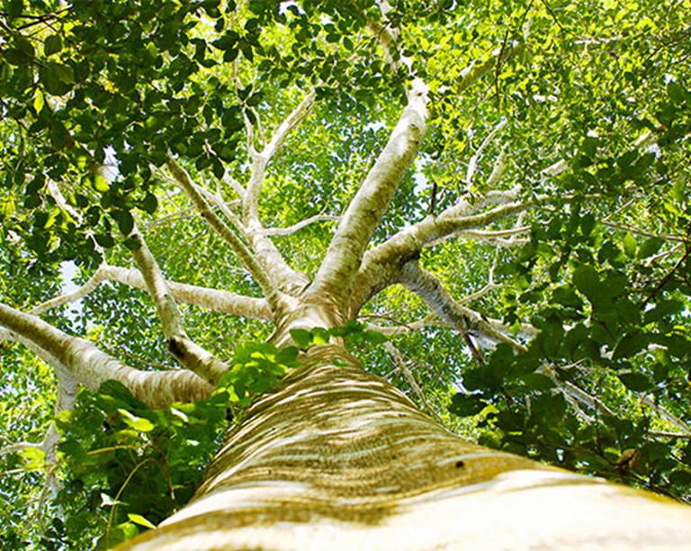 CO2-gecompenseerd gas;verduurzamen bedrijven;groene energie