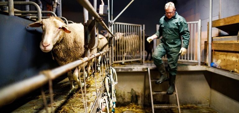 Schapenmelkerij de Vreugdenhoeve - Boer met schapen