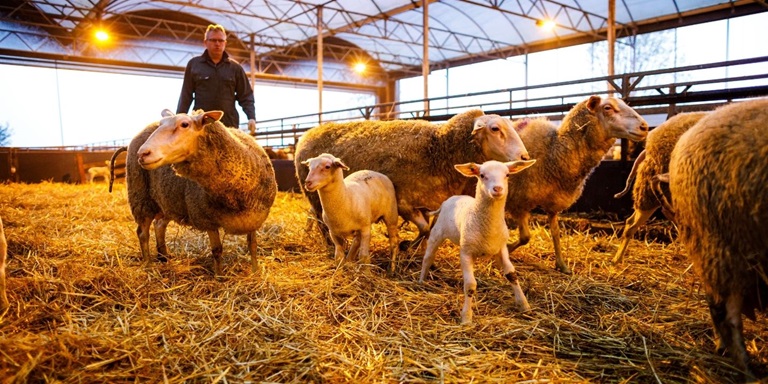 Lammeren en schapen in de stal